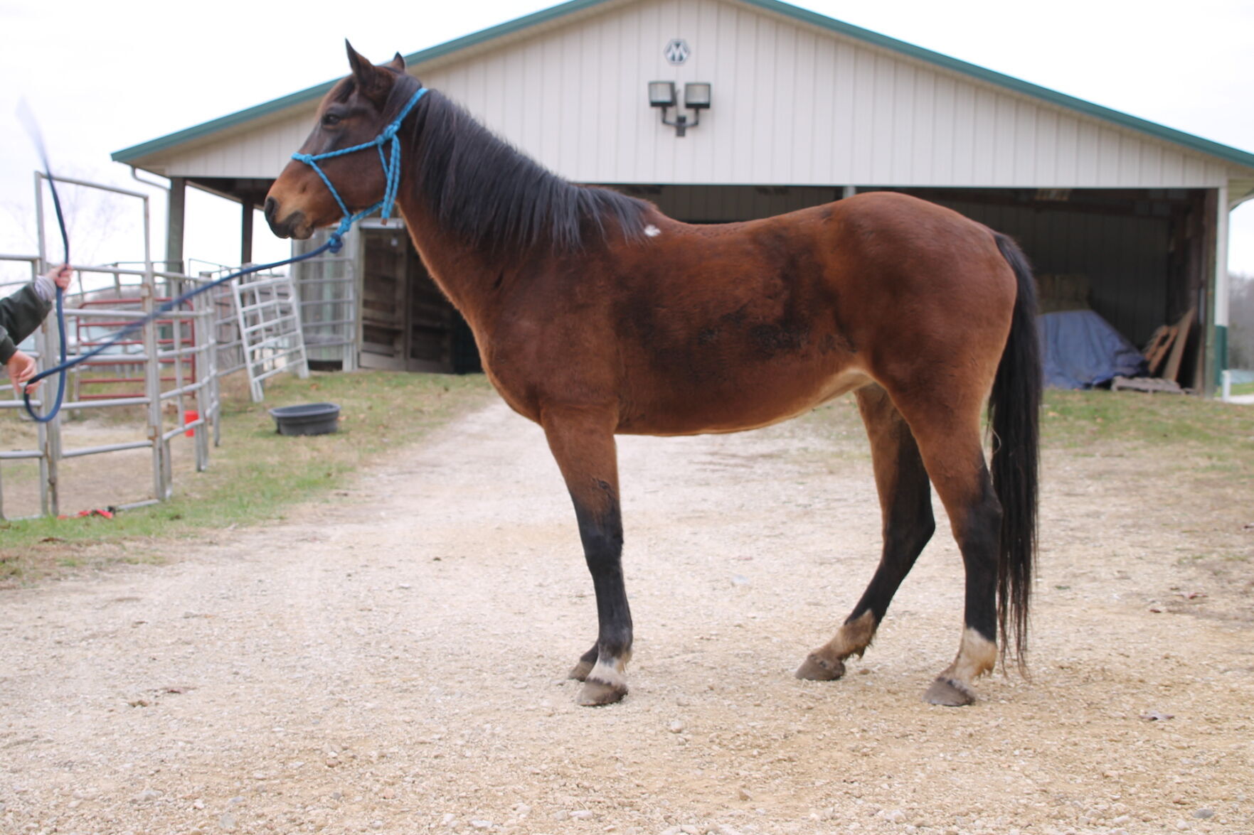 Last week's pet, still available: Vivian